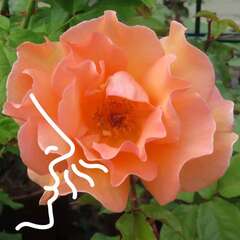 Duftende Rosen - 199 - Duftende Rosen begeistern mit intensiven, natürlichen Aromen und einer… (2026)